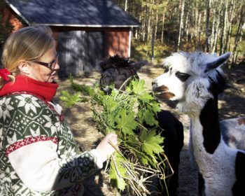 Villitarha Katriina Mähönenn